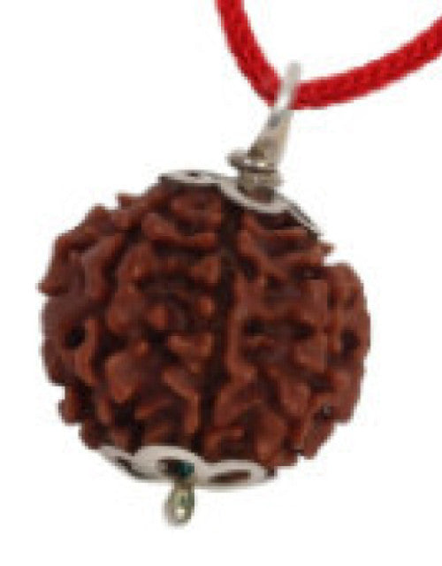 Seven Mukhi Rudraksha bead Original