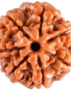 Seven Mukhi Rudraksha bead Original