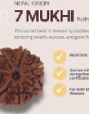 Seven Mukhi Rudraksha bead Original