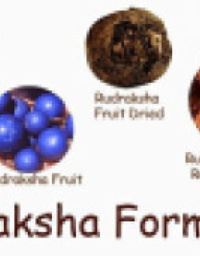 Seven Mukhi Rudraksha bead Original